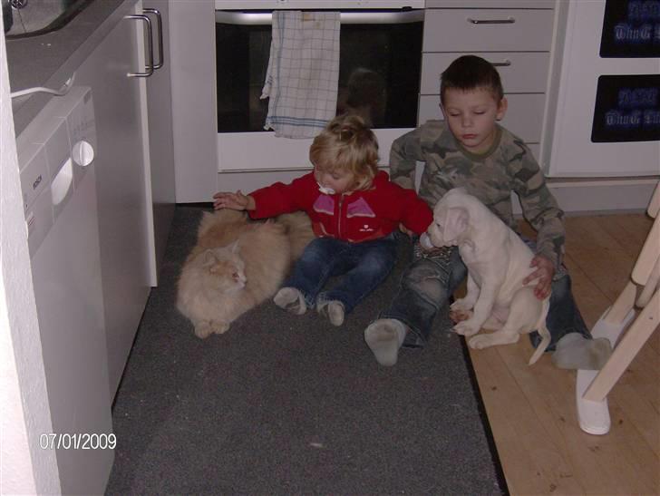 Maine Coon Gismo billede 20