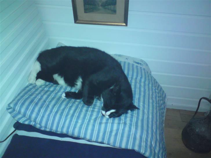 Huskat Allan - Han slapper lige af på tæppet q; billede 17