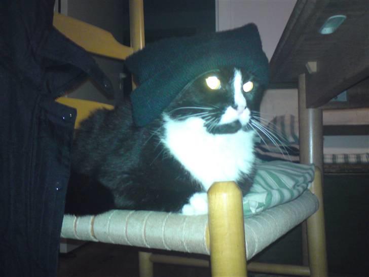 Huskat Allan - Allan, med hue på. x´D billede 18