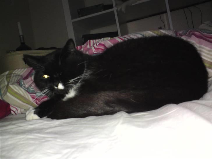 Huskat Gizmo - ´´Kunne du ikke godt tage at gå?´´ x´D billede 9