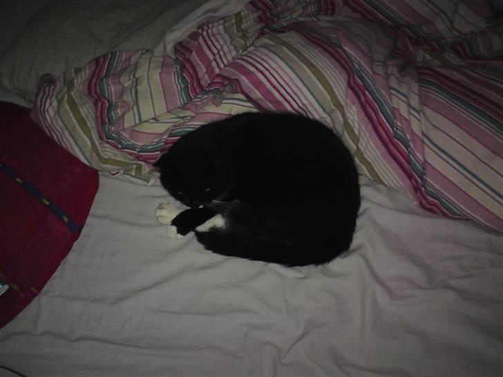 Huskat Gizmo - ´´JEG SOVER!´´  billede 10