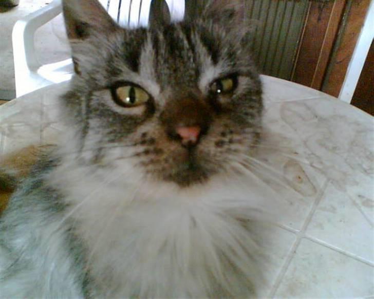 Maine Coon silver billede 7