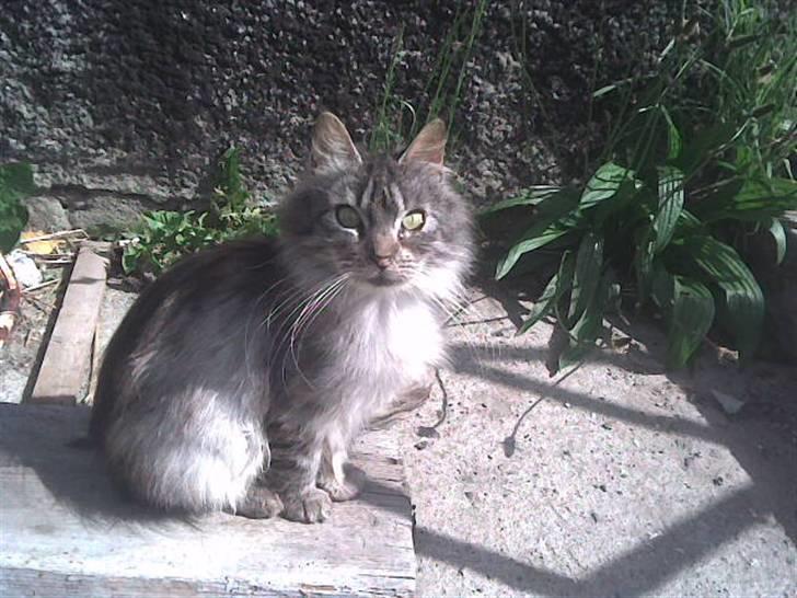 Maine Coon silver billede 8