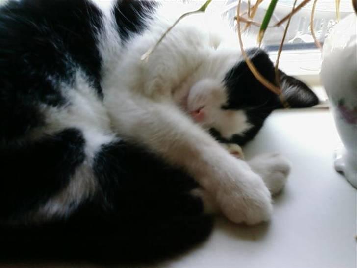 Huskat Sløjfe <3 billede 8