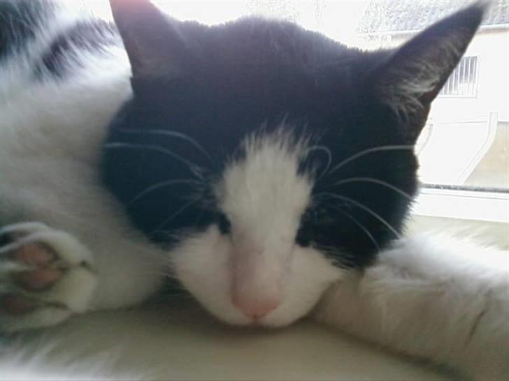 Huskat Sløjfe <3 billede 9