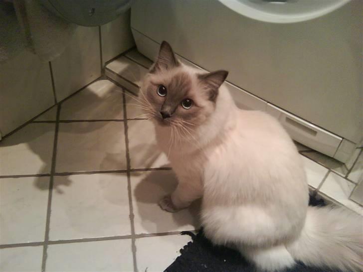 Ragdoll Annemone - nyeste billede af min dejlige baby.<3<3 billede 10