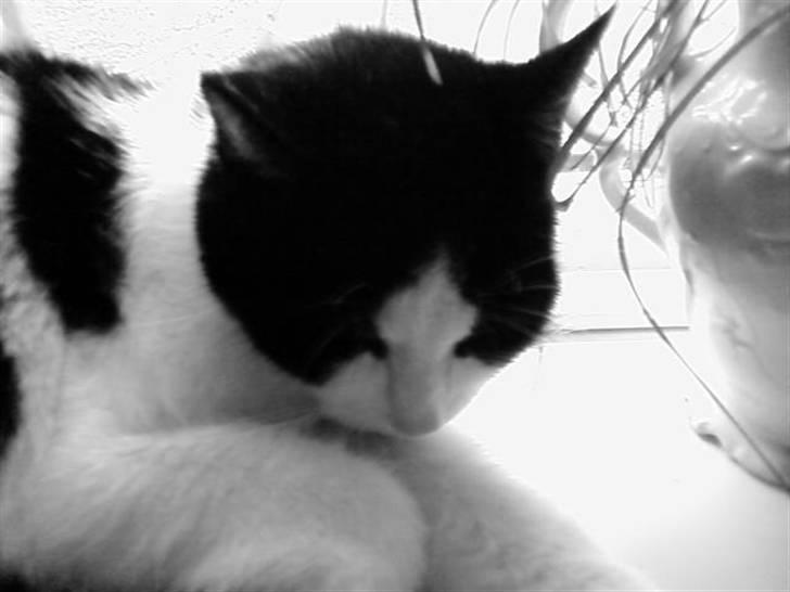 Huskat Sløjfe <3 billede 10