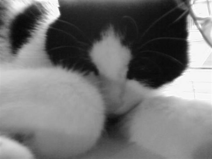 Huskat Sløjfe <3 billede 11