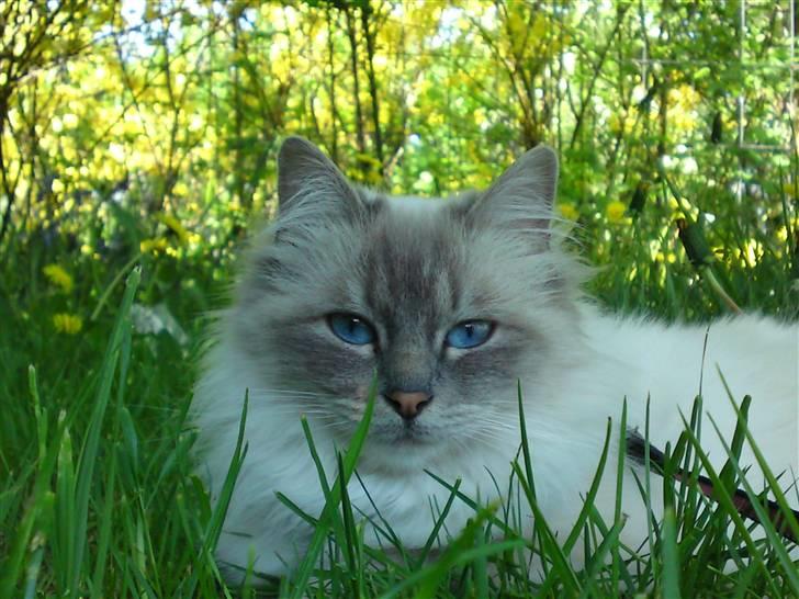 Hellig Birma DK Elvegårdens Afroditte billede 1