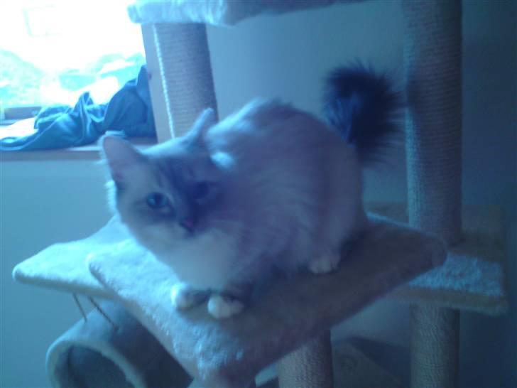 Hellig Birma DK Elvegårdens Afroditte billede 2