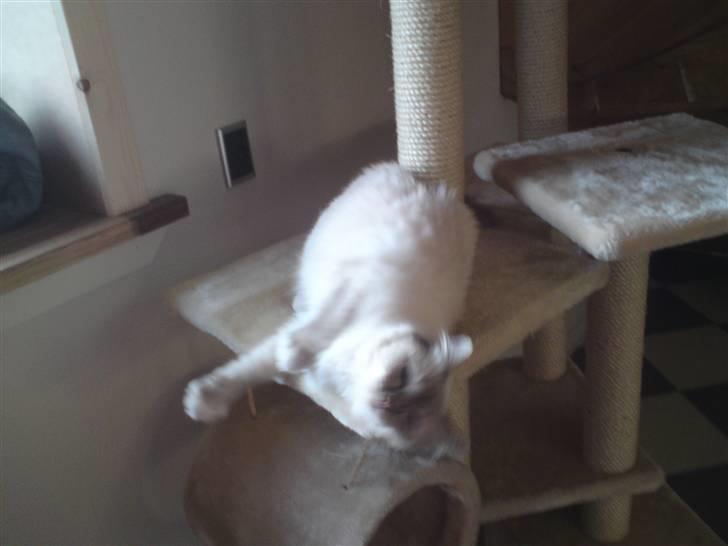 Hellig Birma DK Elvegårdens Afroditte billede 3