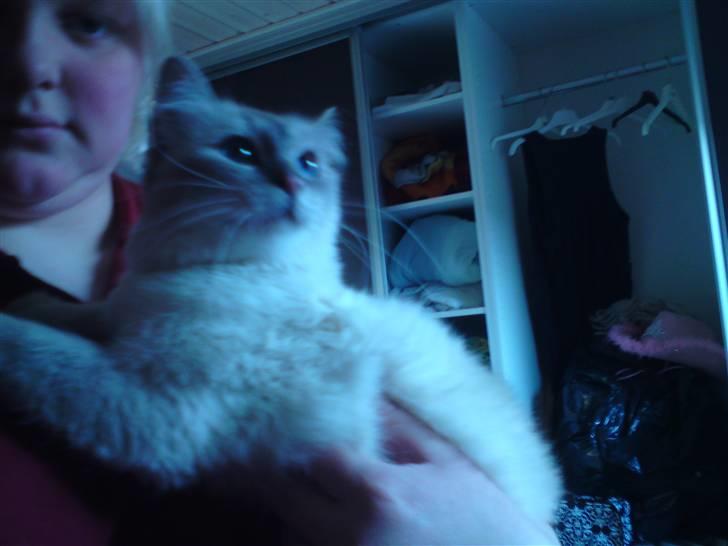 Hellig Birma DK Elvegårdens Afroditte billede 4