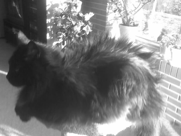 Maine Coon apollo - apollo :P billede 1