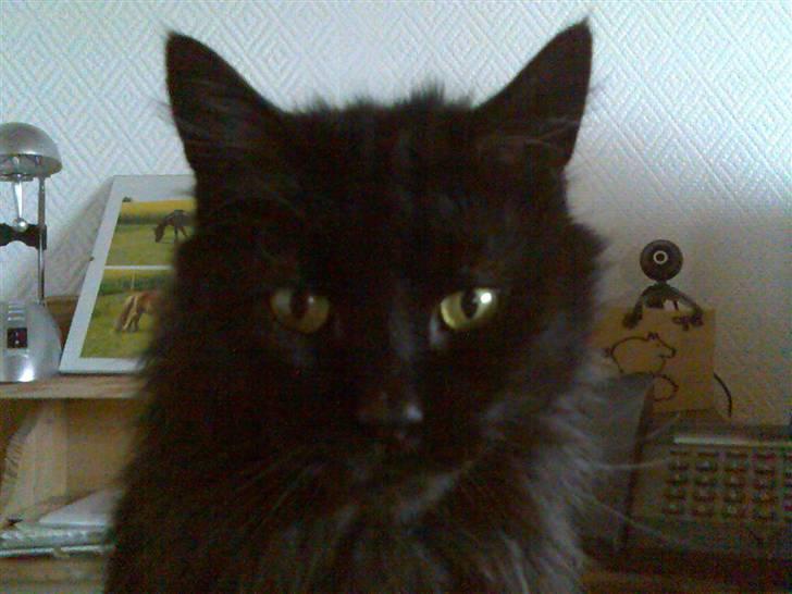 Maine Coon apollo - han er så sød ^^ billede 2