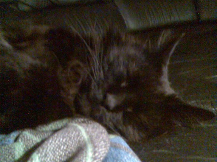 Maine Coon apollo - sover ^^ billede 3