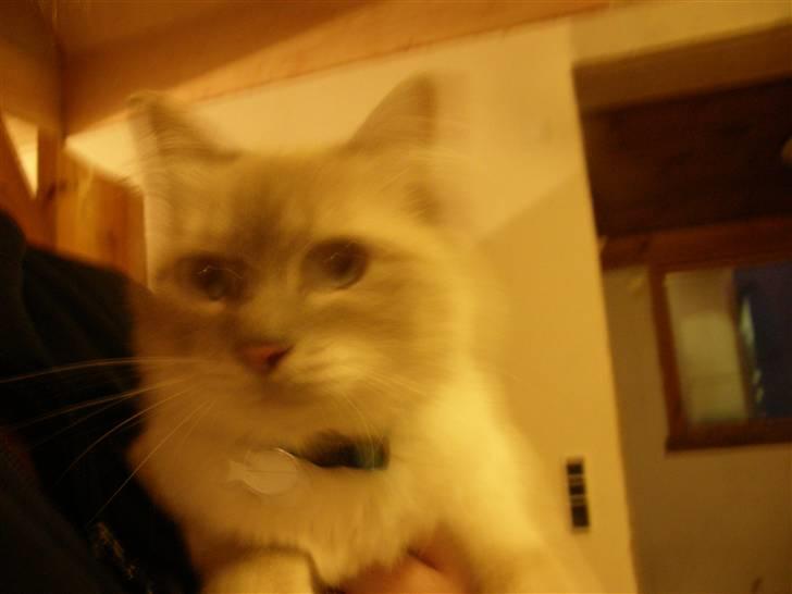 Hellig Birma DK Elvegårdens Afroditte billede 5