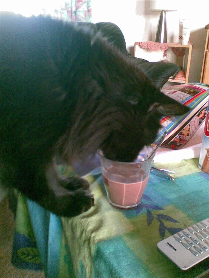 Maine Coon apollo - han drikker min kakao!!! billede 4