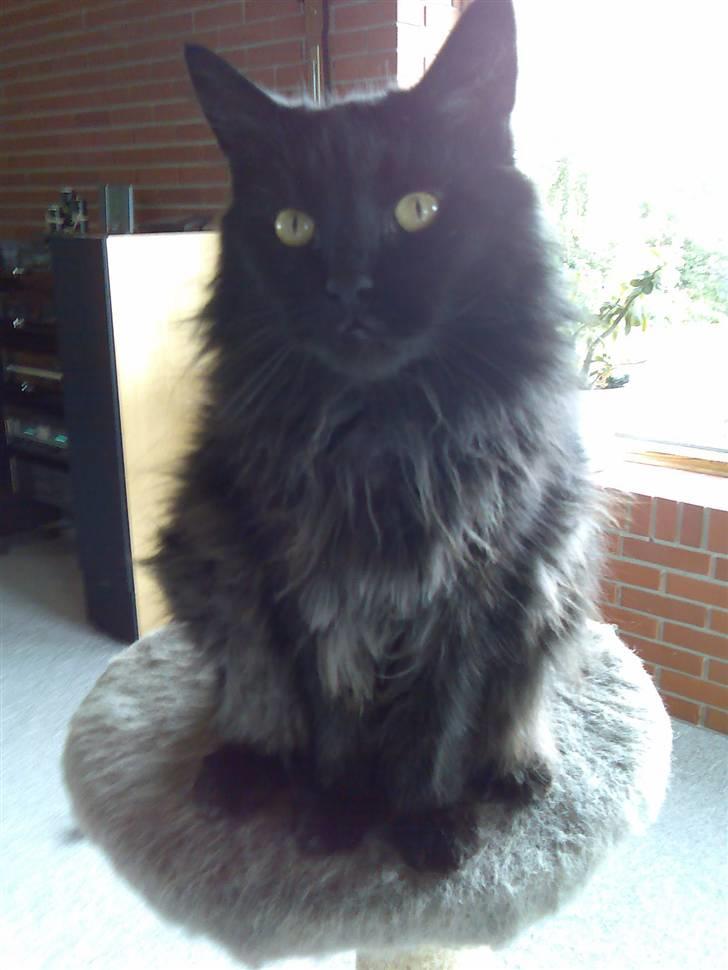 Maine Coon apollo - han kigger o.O billede 5