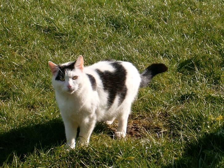 Huskat Kenzo - Manden i haven. billede 1