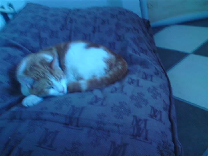 Huskat Anton - jeg er træt billede 8