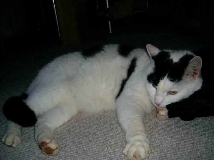 Huskat Kenzo - Man kan jo blive søvnig billede 2