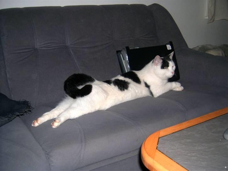 Huskat Kenzo - se lige mig.. billede 3