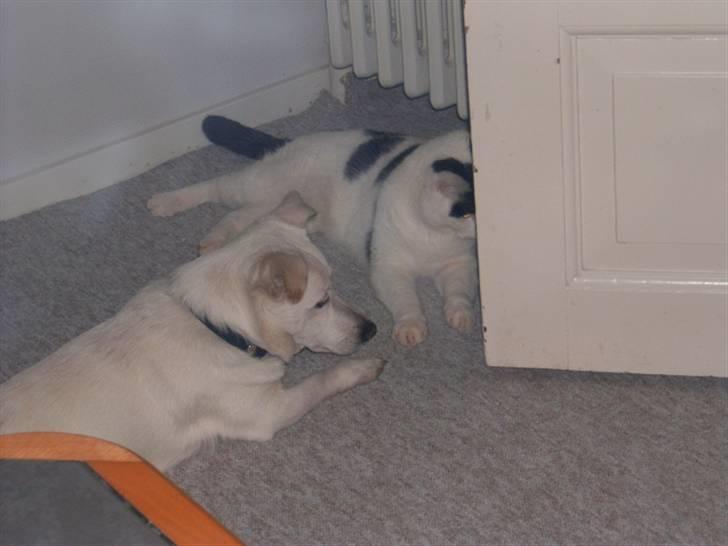 Huskat Kenzo - hmm... mus under gulvet, vi tænker over hvordan vi for dem op billede 4