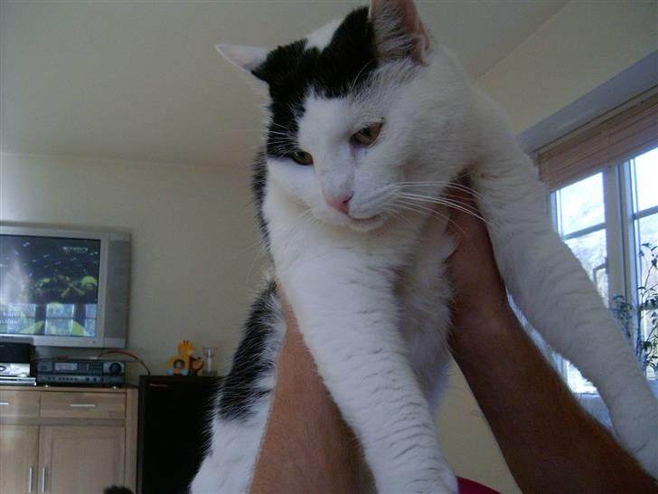 Huskat Kenzo - Jeg kan da hjælpes til at posere lidt hvis det skal være billede 5