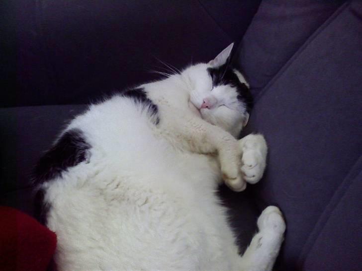 Huskat Kenzo - så lækkert med en lur.. billede 6