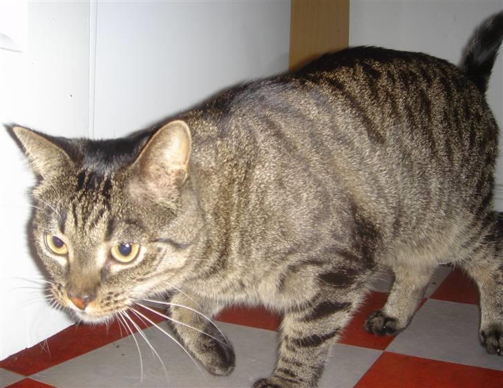 Huskat Sally " himmelkat" snøft billede 1