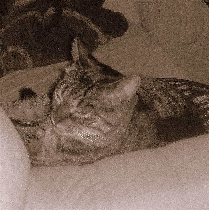 Huskat Sally " himmelkat" snøft billede 2