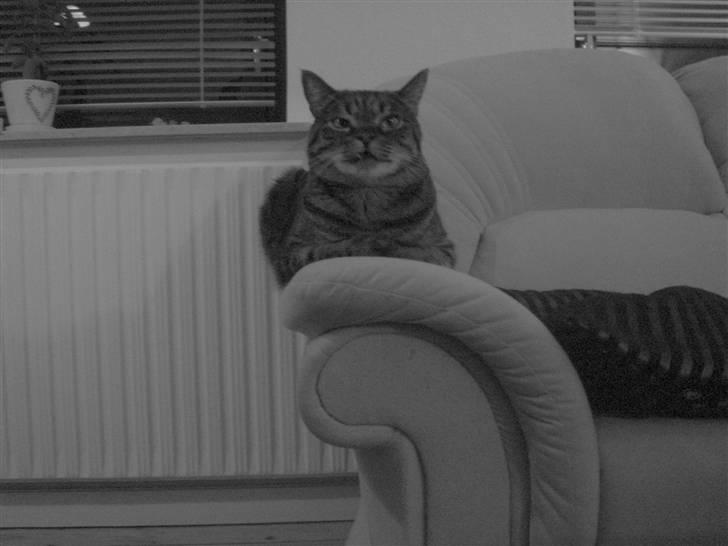 Huskat Sally " himmelkat" snøft billede 3