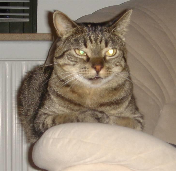 Huskat Sally " himmelkat" snøft billede 4