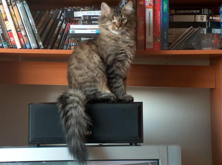 Norsk Skovkat Tutter - Han tror han er kongelig :D billede 6