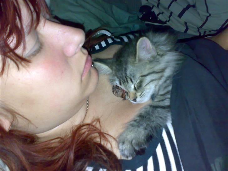 Norsk Skovkat Tutter - Mor og barn putter :P Det var dengang han ikk var så stor, og inden han blev opereret. billede 7