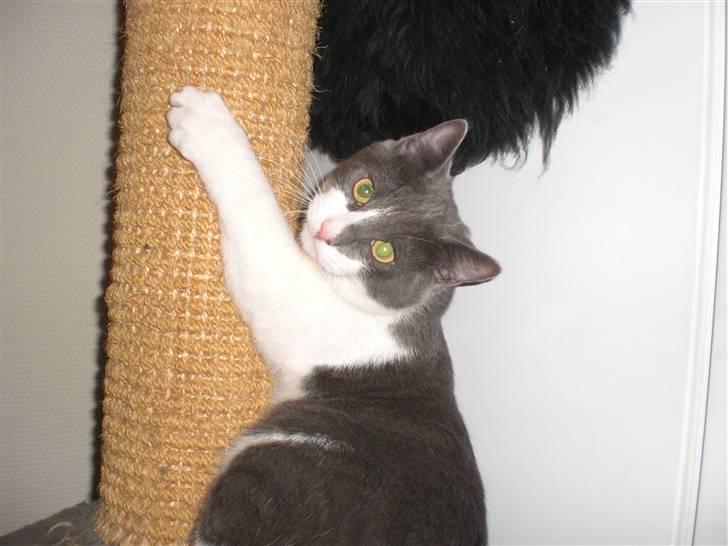 Huskat Felix billede 1