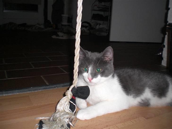 Huskat Felix billede 2