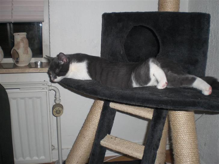 Huskat Felix billede 3