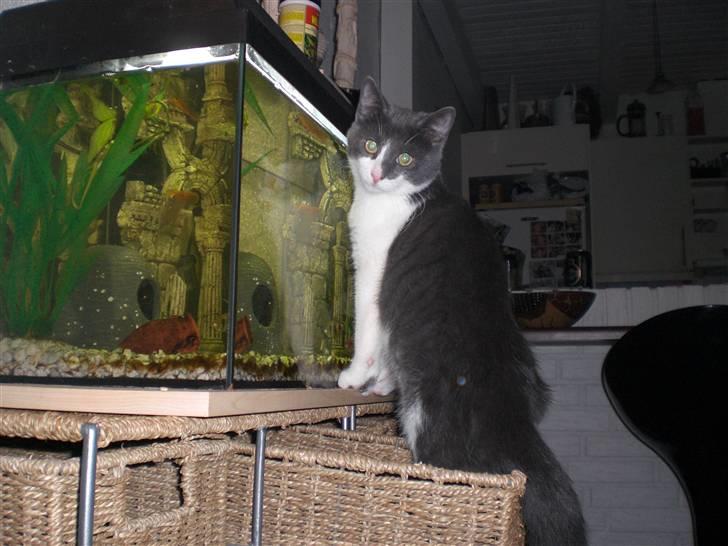 Huskat Felix billede 4