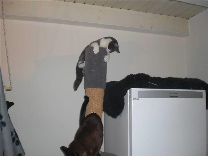 Huskat Felix billede 5