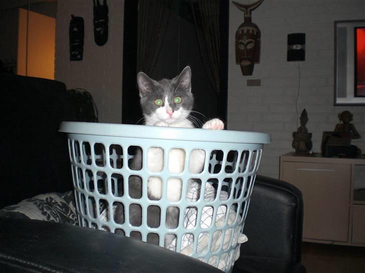 Huskat Felix billede 6