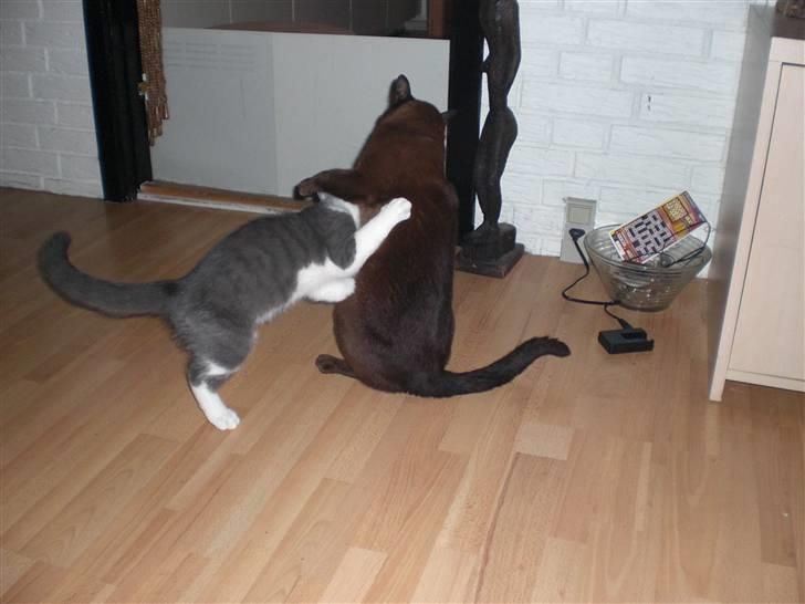 Huskat Felix billede 7