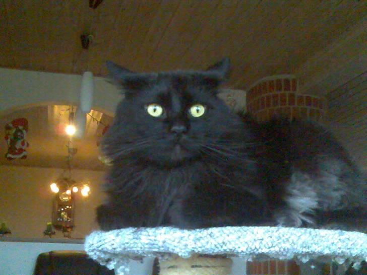 Maine Coon apollo - han ser lidt misfornøjet ud? billede 6