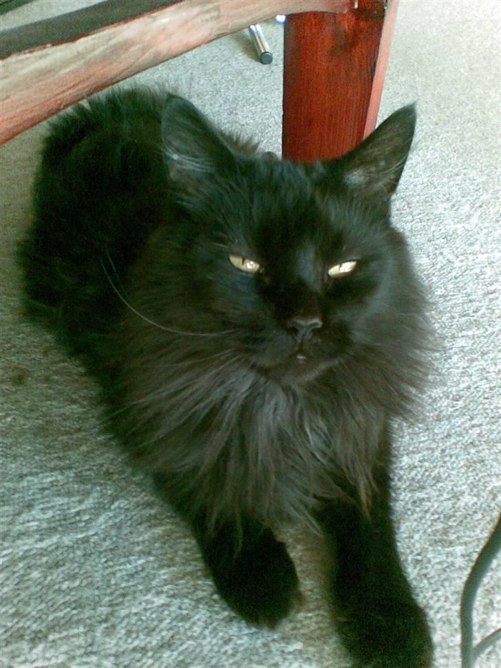 Maine Coon apollo - han hygger :P billede 7