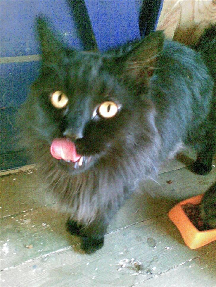 Maine Coon apollo - dejlig mad? xD billede 8