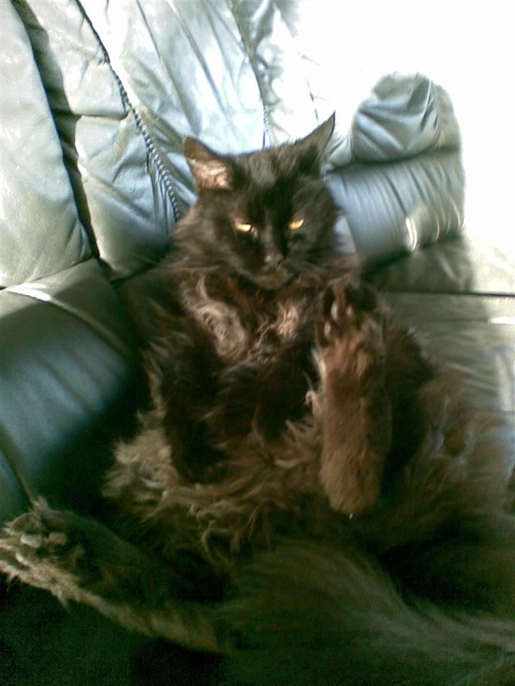 Maine Coon apollo - luksus kat  billede 9