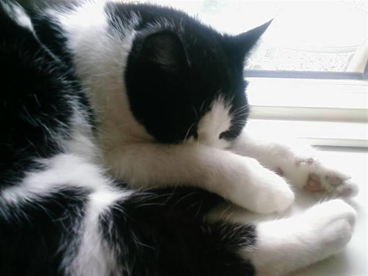 Huskat Sløjfe <3 billede 12