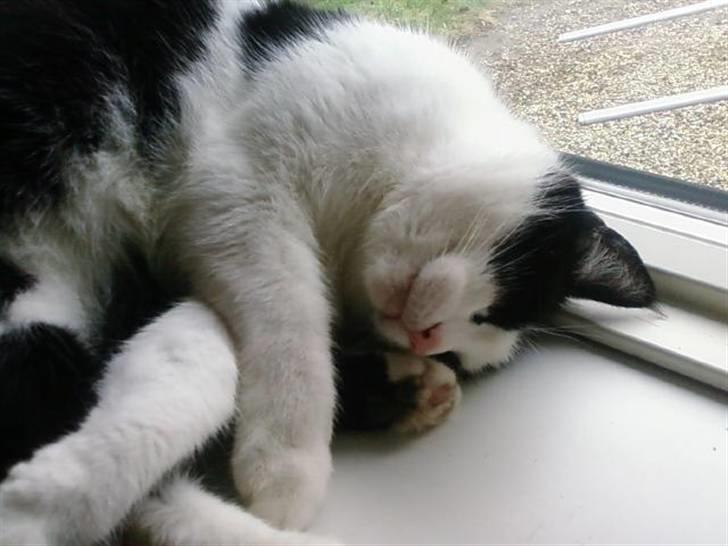 Huskat Sløjfe <3 billede 13