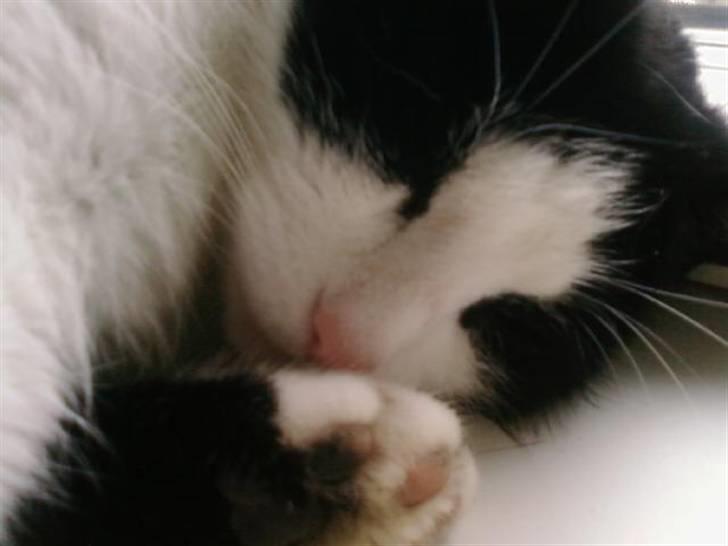 Huskat Sløjfe <3 billede 14