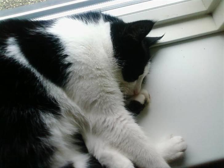 Huskat Sløjfe <3 billede 15